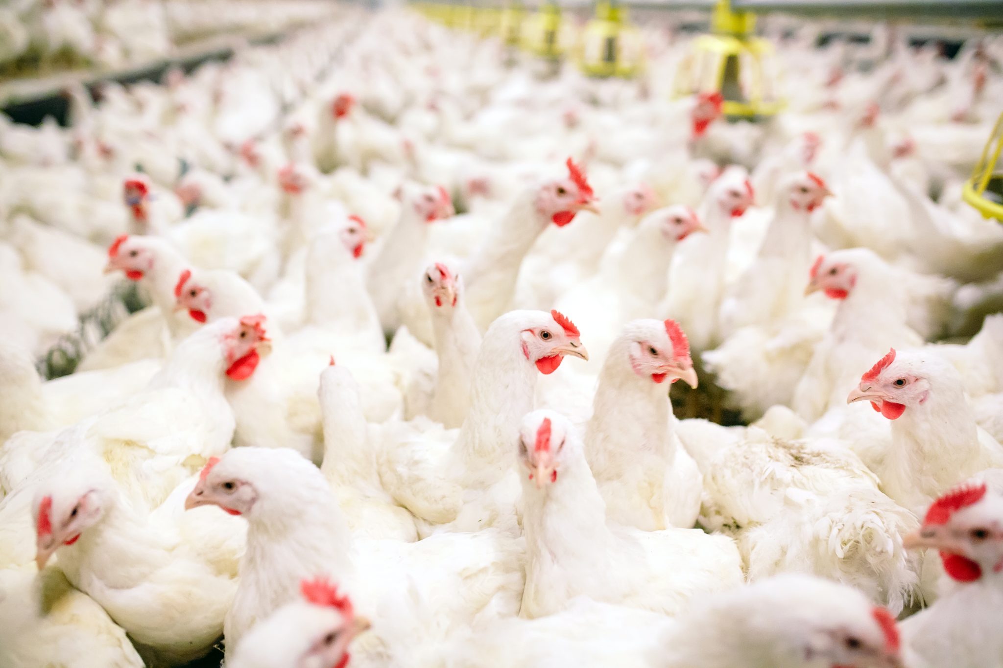 Poultry Pest Management - Alabama Cooperative Extension System