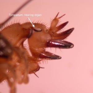 Figure 1. The hearing organ on the mole cricket is analogous to human ears.