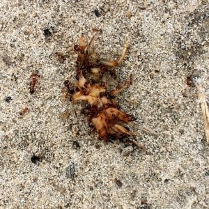 Figure 19. Imported fire ants and other ants attack mole crickets when active aboveground.