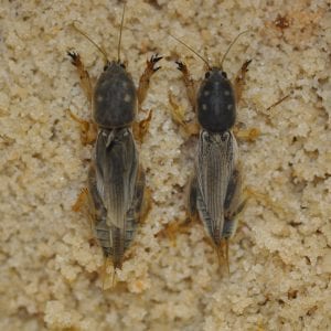 Figure 3. The southern mole crickets are grayish with four pale dots on the pronotum.