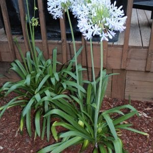 Figure 5. Flowering of the herbaceous perennial Agapanthus is an indicator of peak egg hatch.