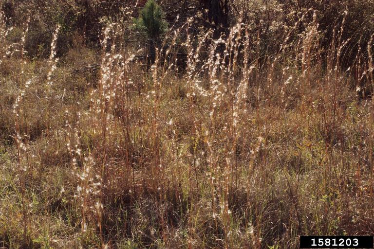 Broomsedge What Causes It In Pastures? How Can I Get Rid of It