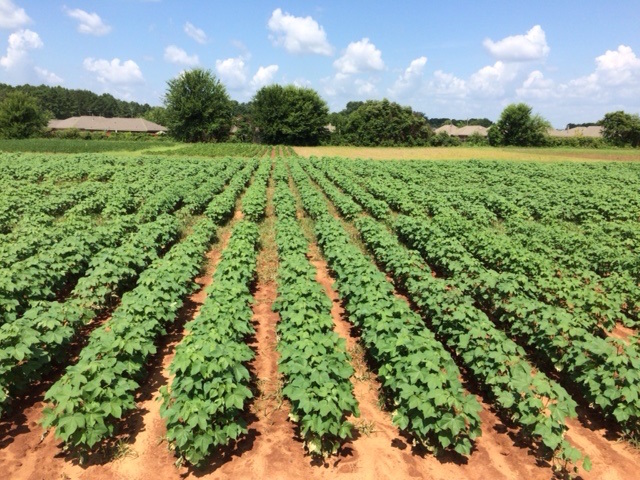 Cotton variety trial in Prattville, Alabama