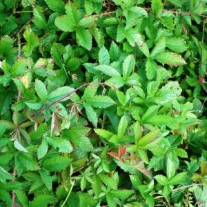 Dewberry is a frequent problem in pastures and hayfields. The trailing growth habit quickly begins to smother forage species.