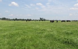 Bahiagrass pasture with grazing cattle
