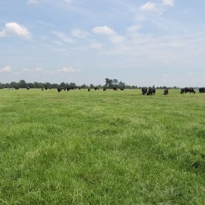 Bahiagrass pasture with grazing cattle