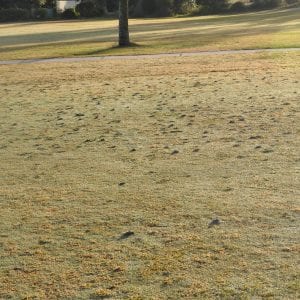 Figure 12. Mole crickets produce numerous small mounds of soil. They are smaller than fire ant mounds and can be flattened during mowing, which kills the grass underneath.