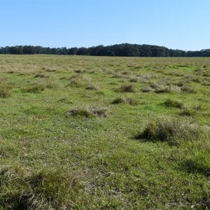 Bahiagrass seed field contaminated by brunswickgrass