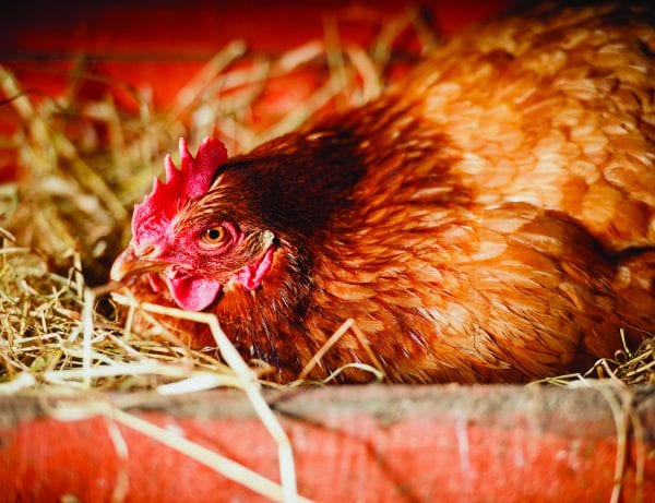 Broody Hen Laying an Egg