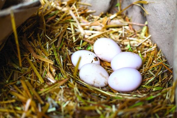Eggs of hen in a nest of straw.