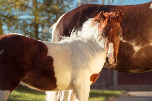 Chestnut piebald pony foal