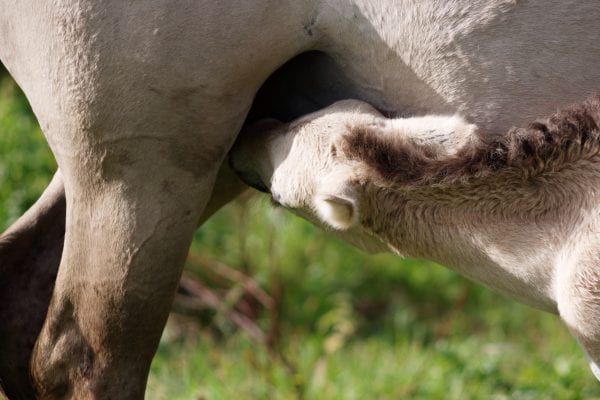 Close-Up Of Horse Nursing Foal