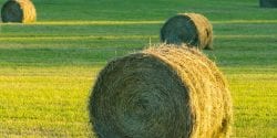 Bales of hay in a field.