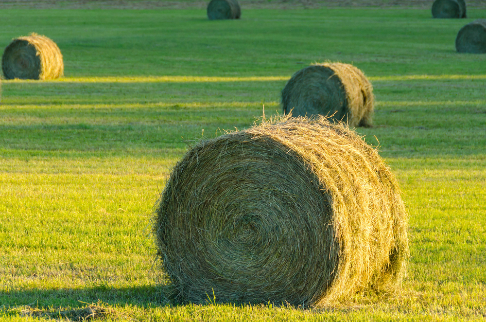 Bales of hay in a field.