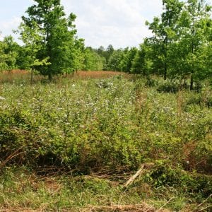 Upright blackberries form dense thickets that reduce forage productivity and limit grazing. If uncontrolled, upright blackberries can completely take over a pasture.