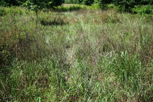 After treatment, blackberry stems should be completely desiccated (crispy) before mowing. This ensures that the herbicide has had time to do its job.