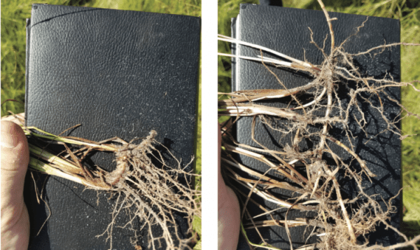 Figure 4. Rhizome comparison of Pensacola bahiagrass (left) and brunswickgrass (right).