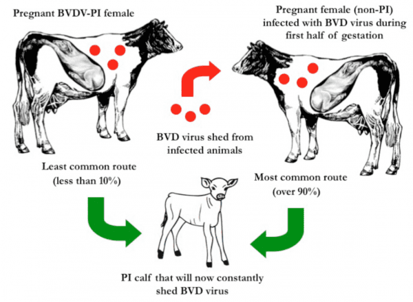 Two routes to produce a PI calf. A pregnant BVDV-PI female is constantly exposing her fetus to BVDV throughout gestation; a non-PI pregnant female must be acutely infected during the first half of gestation to produce a PI calf.