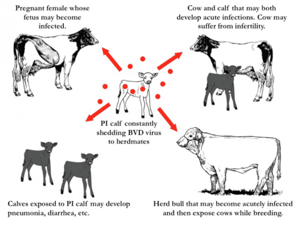 A PI calf constantly exposes herdmates to BVDV via saliva, urine, feces, tears, mucous, and any other bodily secretion.