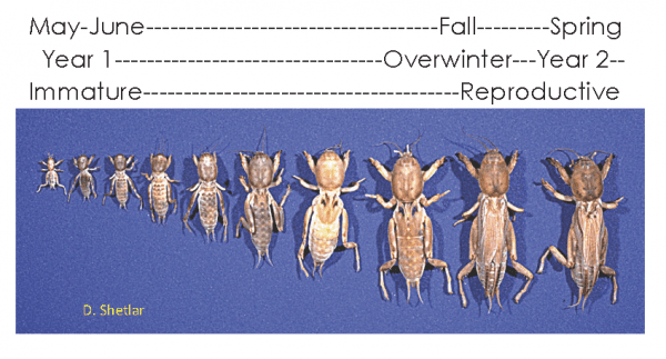 Figure 6. Mole cricket development begins at egg hatch in early summer and is not completed until the insects mature in the spring of the following year. (Image credit: D. Shetlar, The Ohio State University)