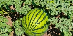 Watermelon growing in a field.