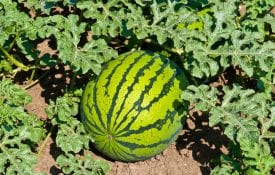 Watermelon growing in a field.