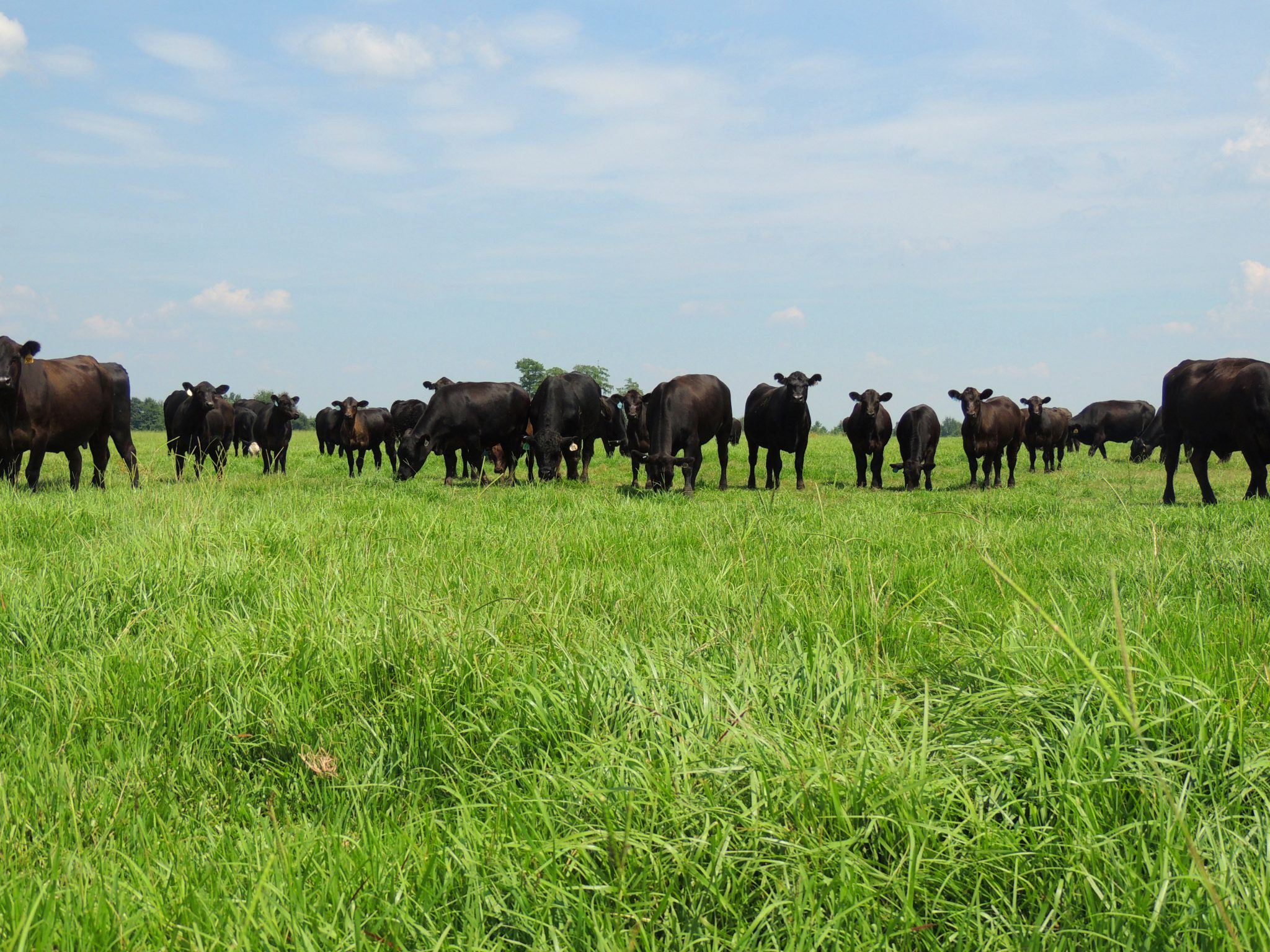 Angus cattle standing in a pasture.