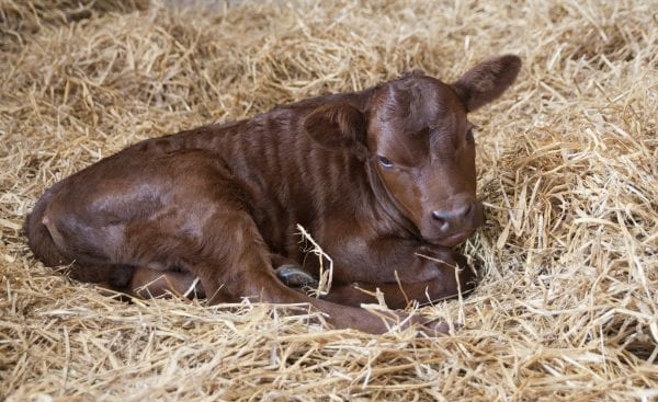 Calf laying on hay.