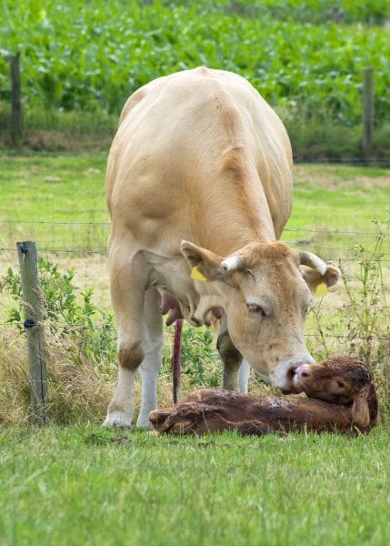 Cow cleaning her newborn calf.