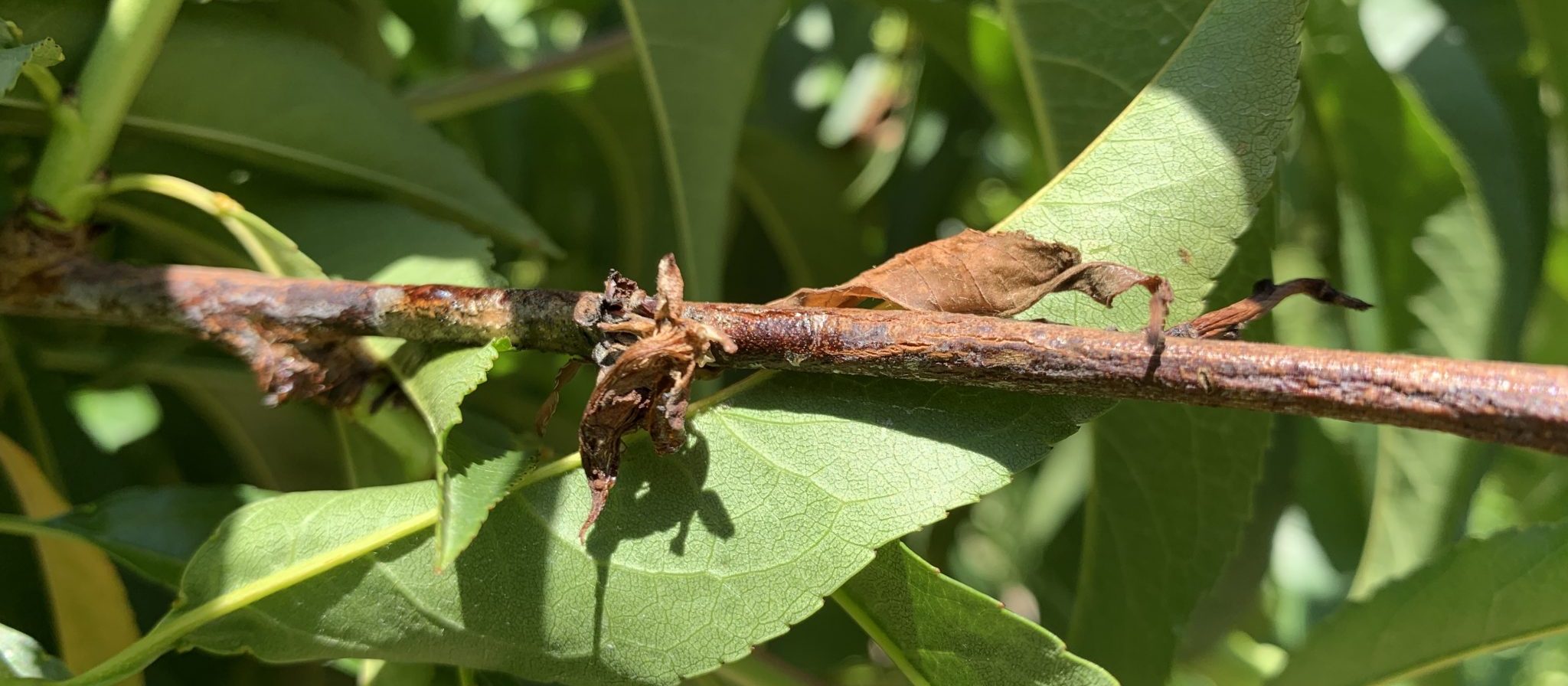 Phomopsis twig blight