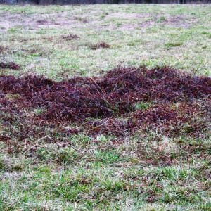 Dewberry patches often exhibit a dark reddish color in the winter, which makes them readily stand out in pastures and hayfields.
