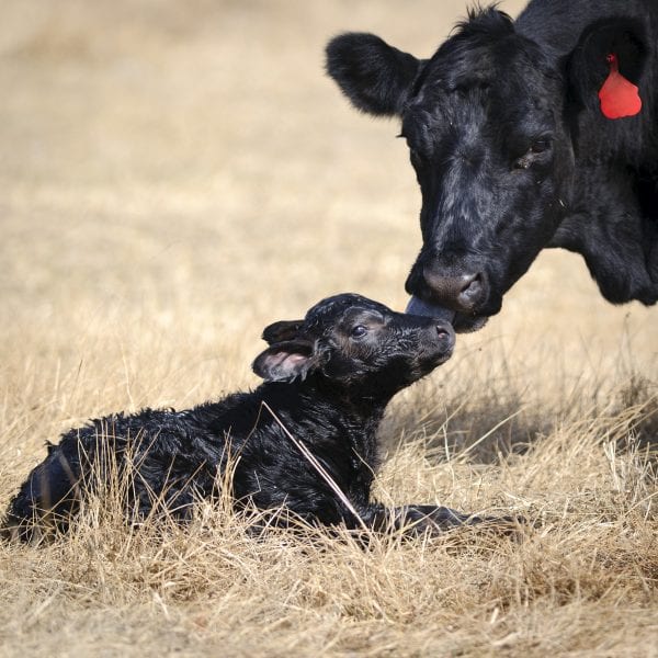 A cow and her newborn calf, fifteen minutes old.