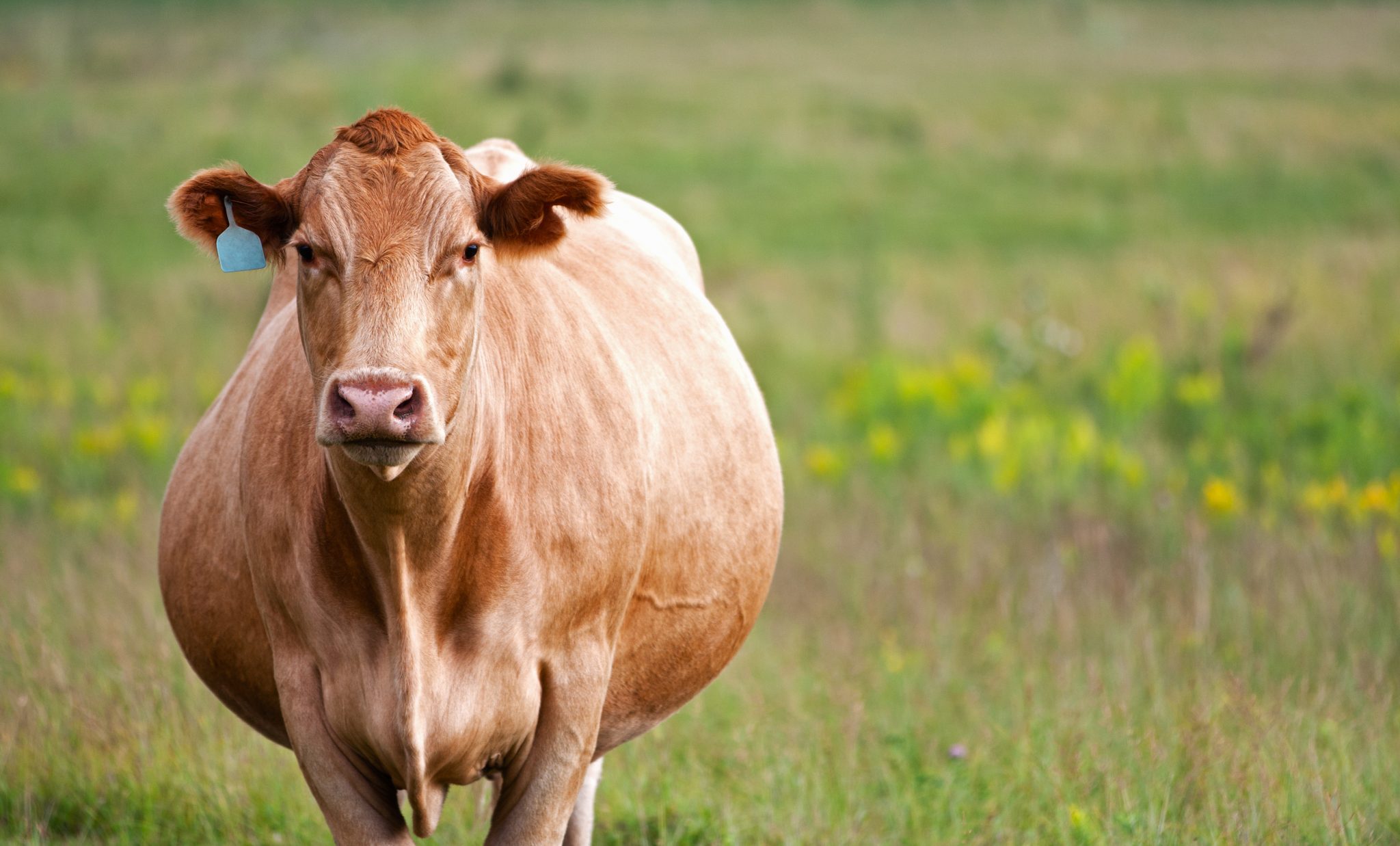 Pregnant cow in a pasture.