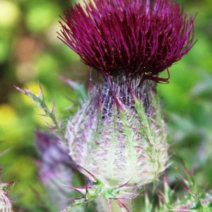 Yellow thistle flower head