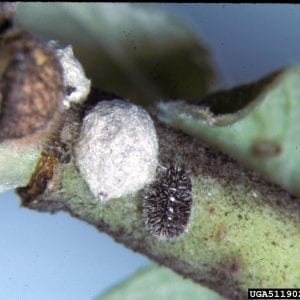 Figure 22. Azalea bark scale is a species very similar in appearance to crapemyrtle bark scale. In fact, crapemyrtle bark scale was initially thought to be this insect. (Photo by United States National Collection of Scale Insects, USDA Agricultural Research Service, Bugwood.org)