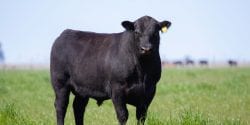 Angus bull standing in a pasture.