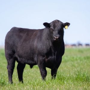 Angus bull standing in a pasture.