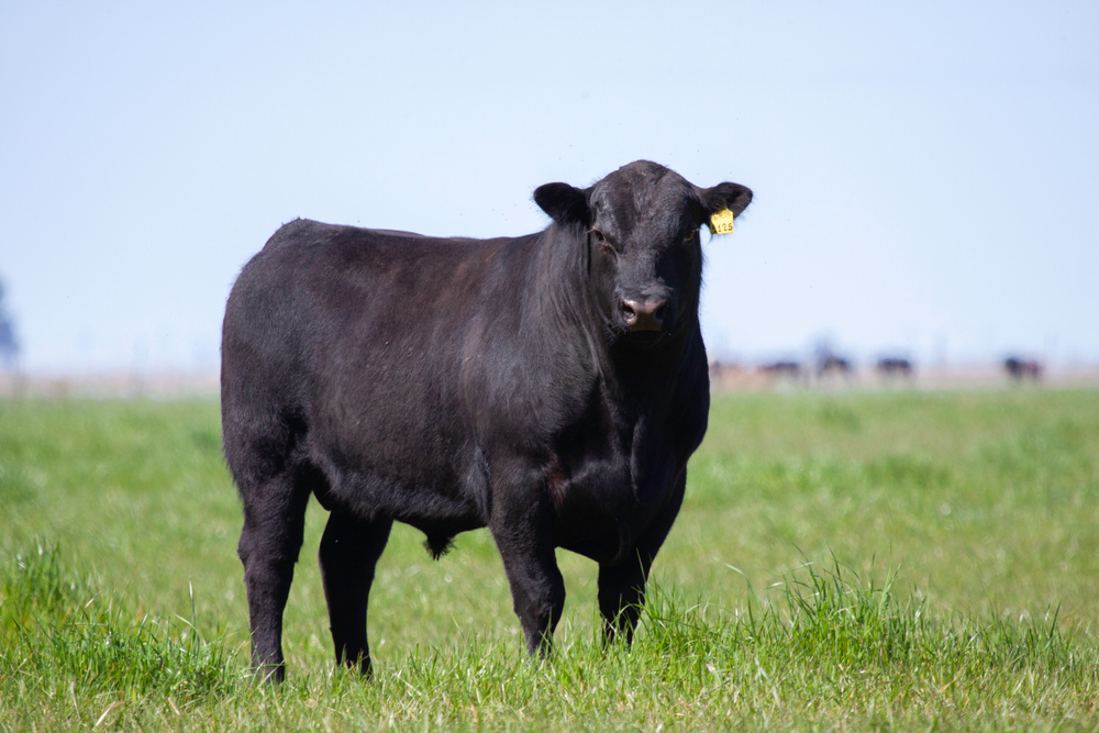 Angus bull standing in a pasture.