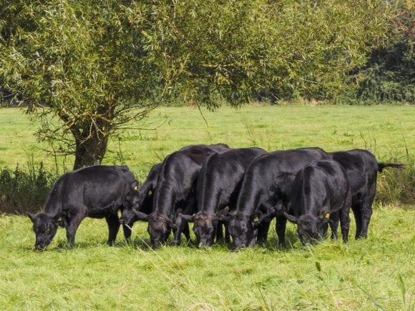 Angus calves