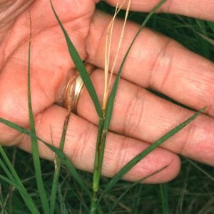 Figure 3. The bottom parts of the affected bermudagrass shoots remain green (photo by Charles Ray, Department of Entomology and Plant Pathology, Auburn, University).