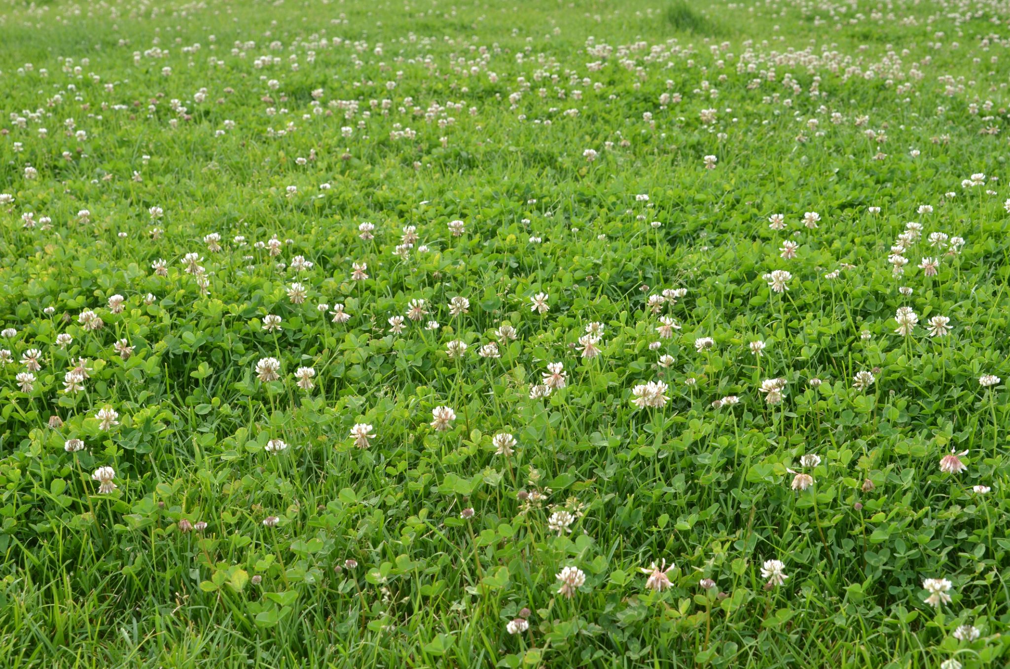 field of white clover