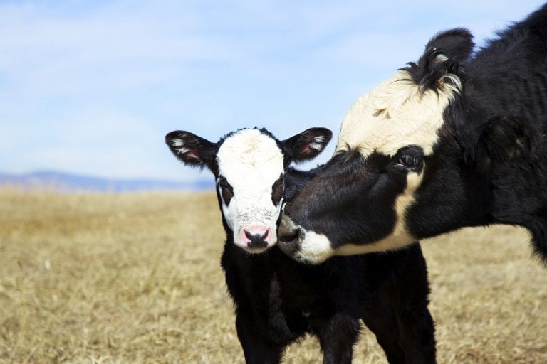 Livestock Risk Protection For Feeder Cattle Alabama Cooperative