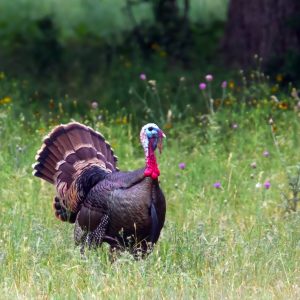 A wild turkey tom