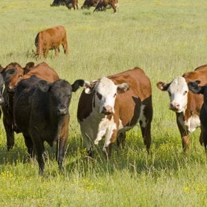 Hereford and angus cattle