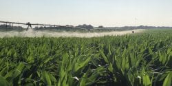 irrigated corn