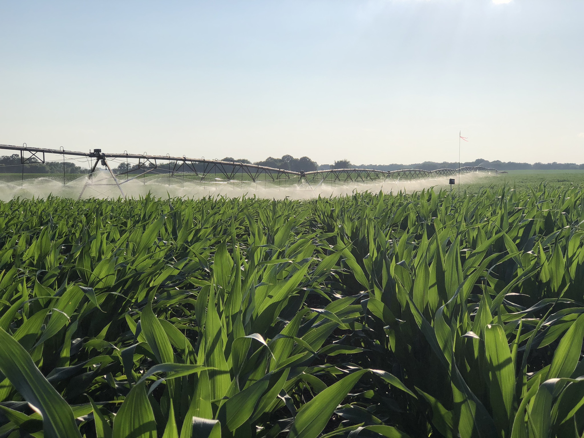 irrigated corn