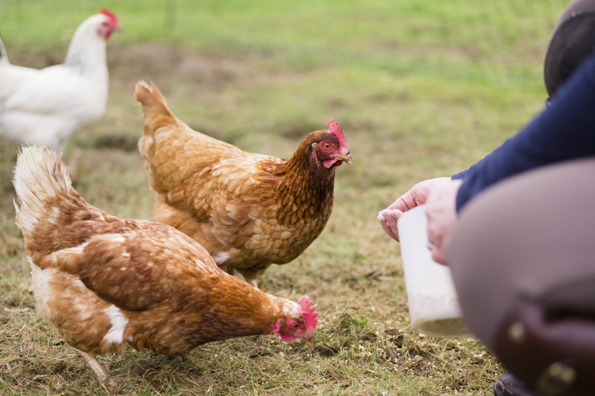 Hens pecking the ground