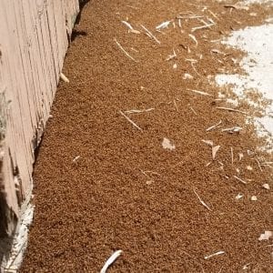 Figure 2. Dead tawny crazy ants next to a building.