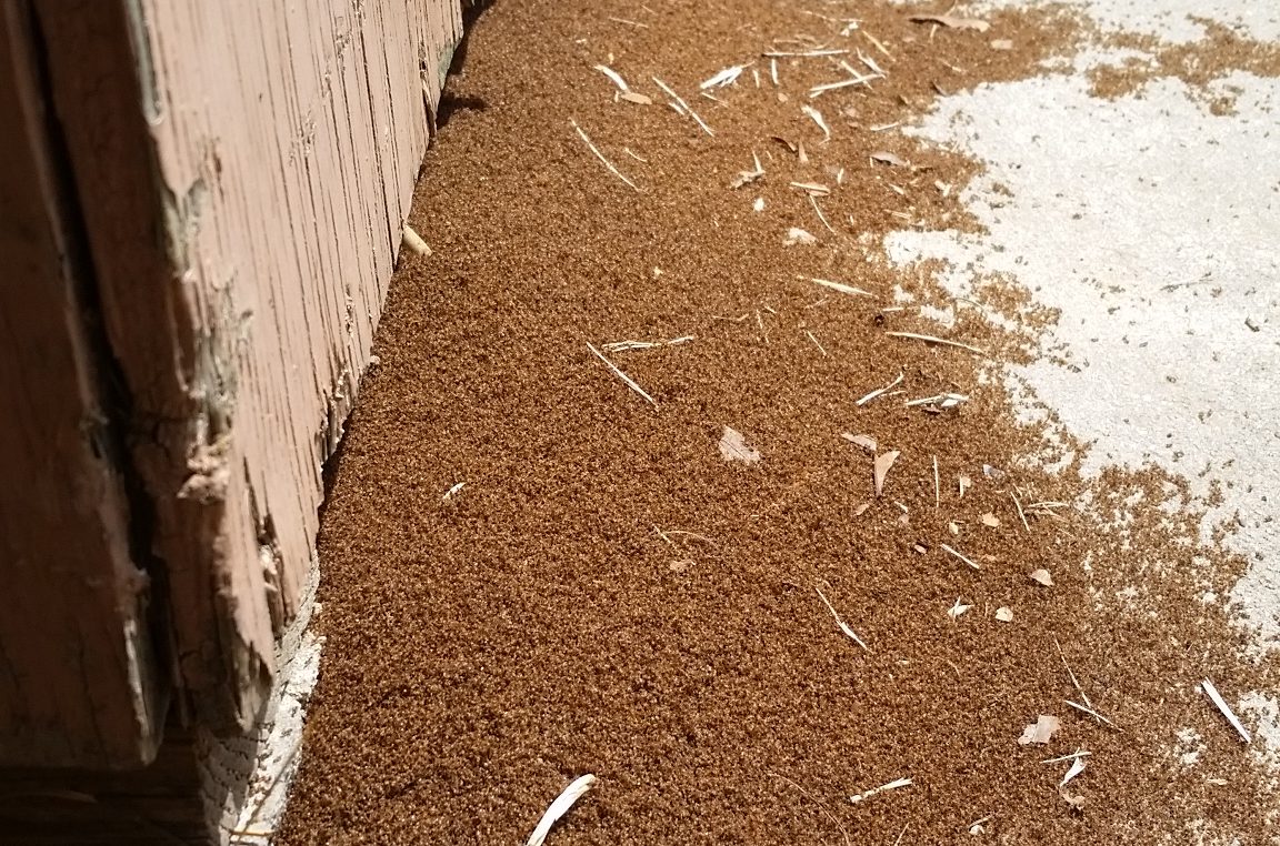 Figure 2. Dead tawny crazy ants next to a building.