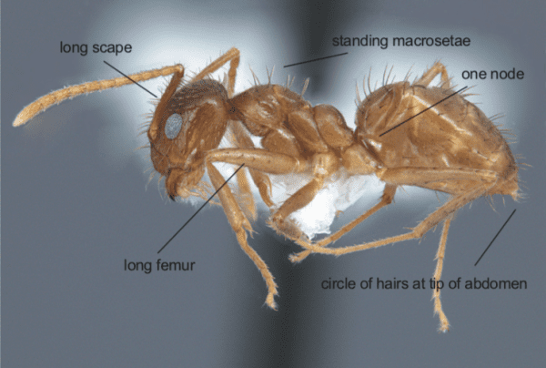 Managing Tawny Crazy Ants in Livestock Production Systems - Alabama  Cooperative Extension System